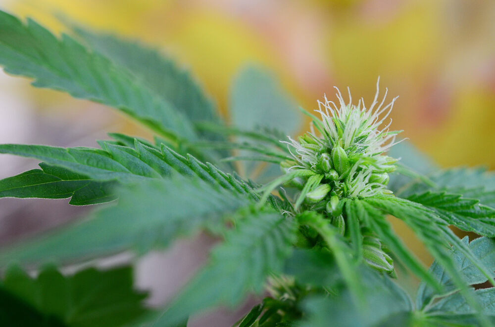 close-up-of-a-hermie-plant