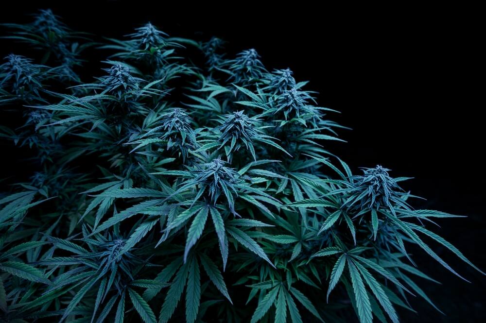 autoflower plant growing in the dark