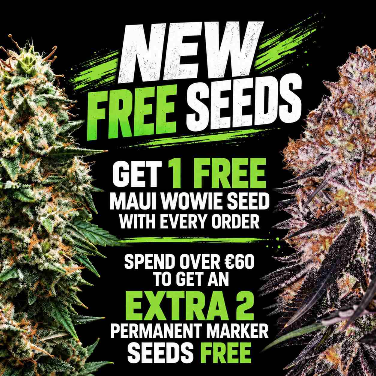 New Free Seeds