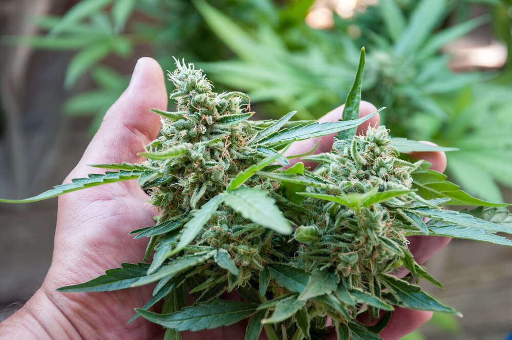 What is the best autoflower feeding schedule? - Autoseeds EN