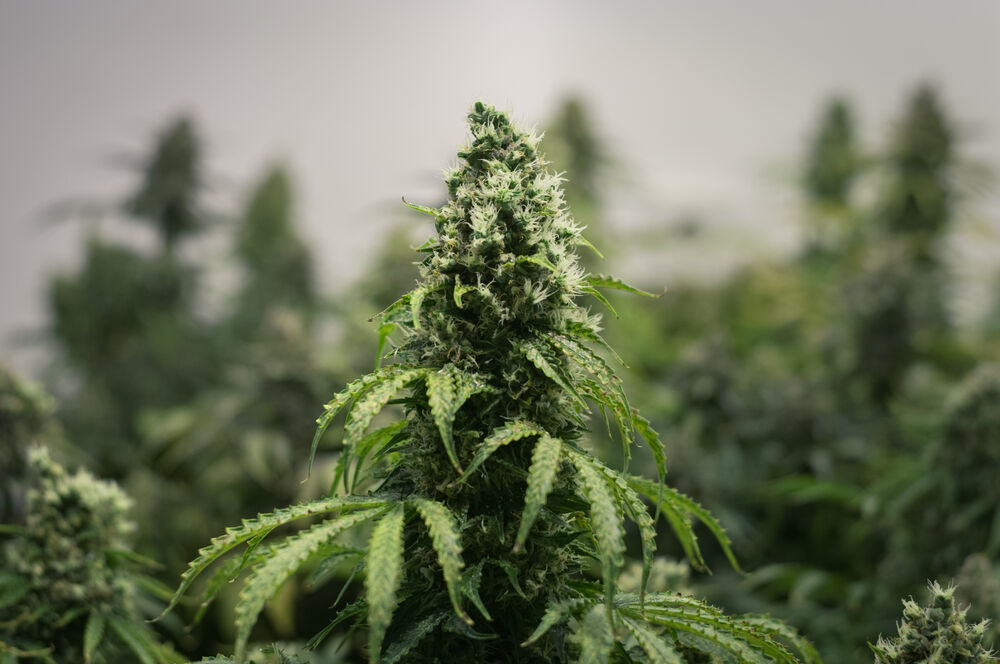 cannabis plant in flowering stage