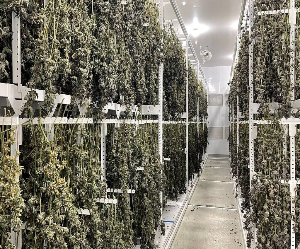 Cannabis Drying System