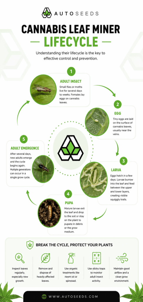 cannabi leaf miner lifecycle