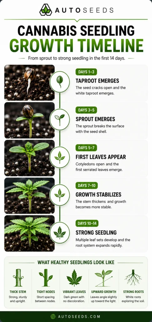 cannabis seedling growth timeline