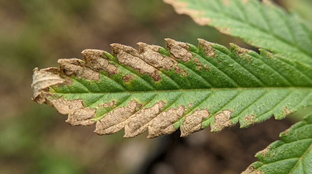 cannabis leaf with wind burn damage