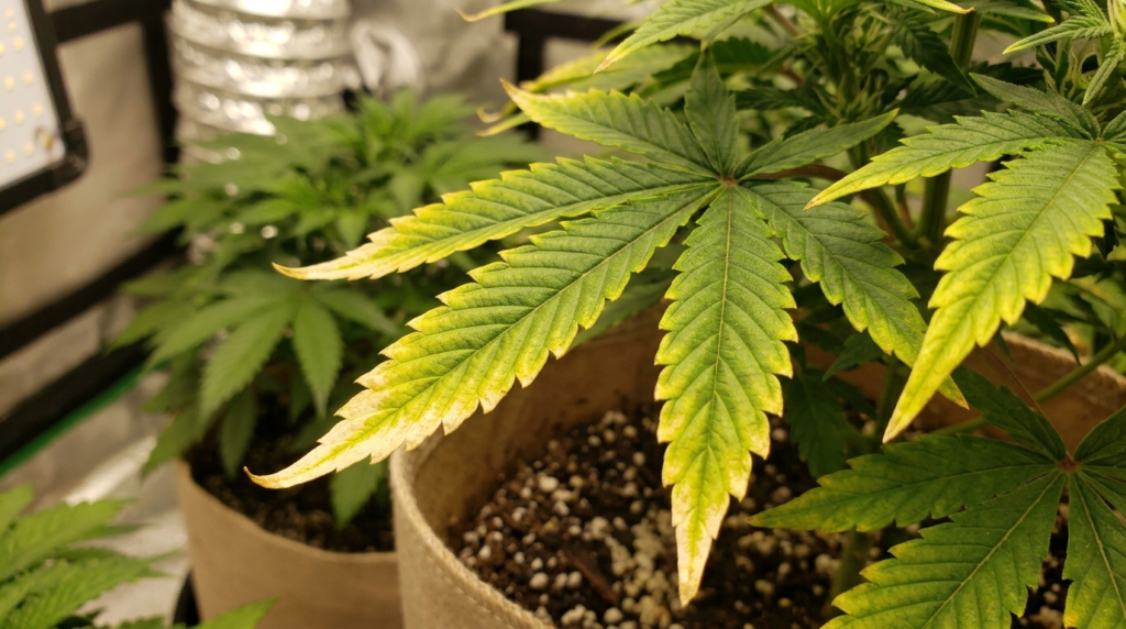 cannabis leaves with yellow tips