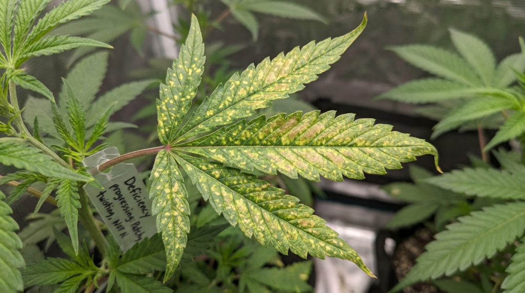 cannabis plant leaves with yellow spots