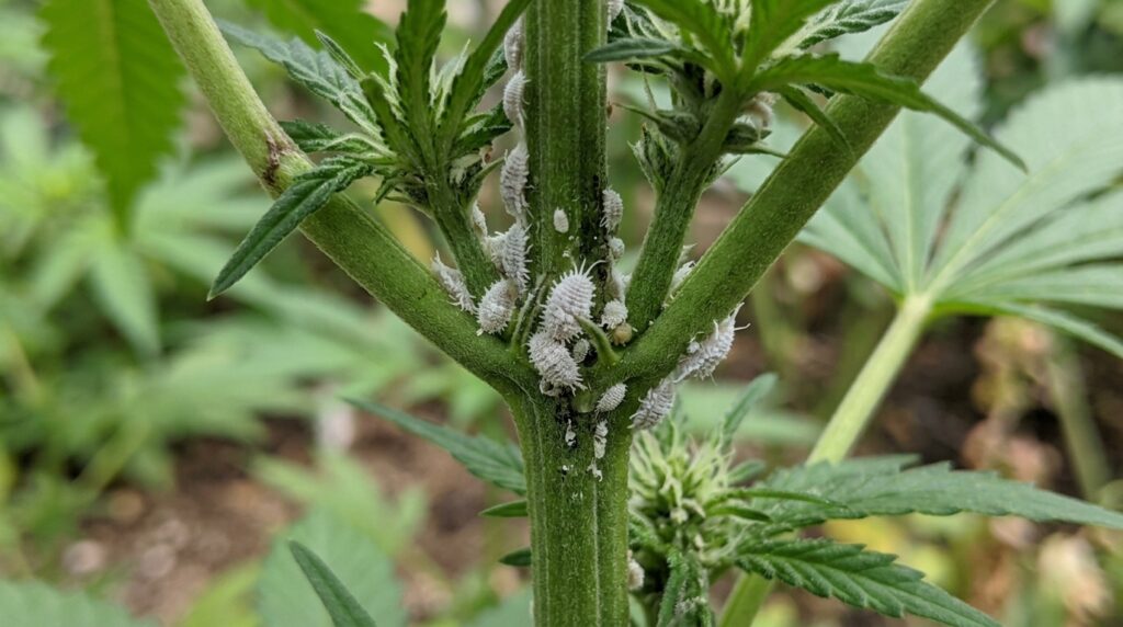 mealybugs on cannabis stem