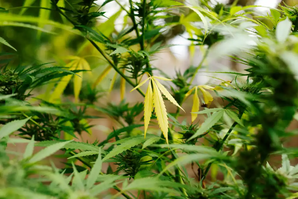 sulfur deficiency yellow plant leaves in cannabis