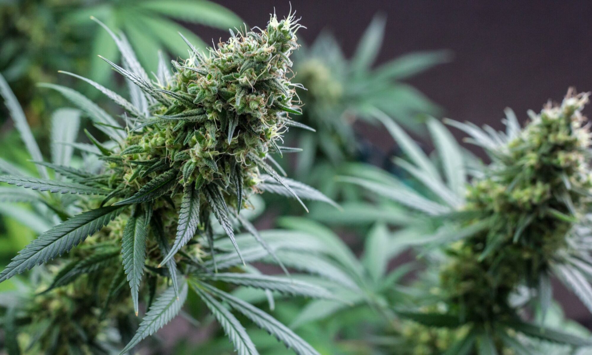 Marijuana plant