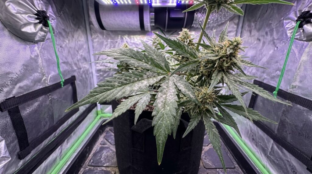 Severe powdery mildew infection on cannabis buds