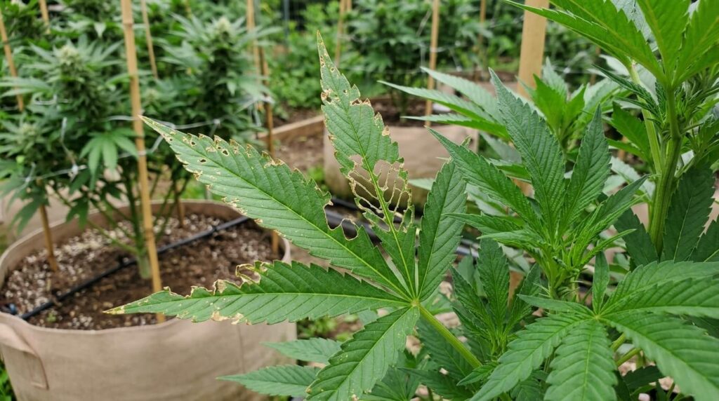 grasshopper damage on cannabis