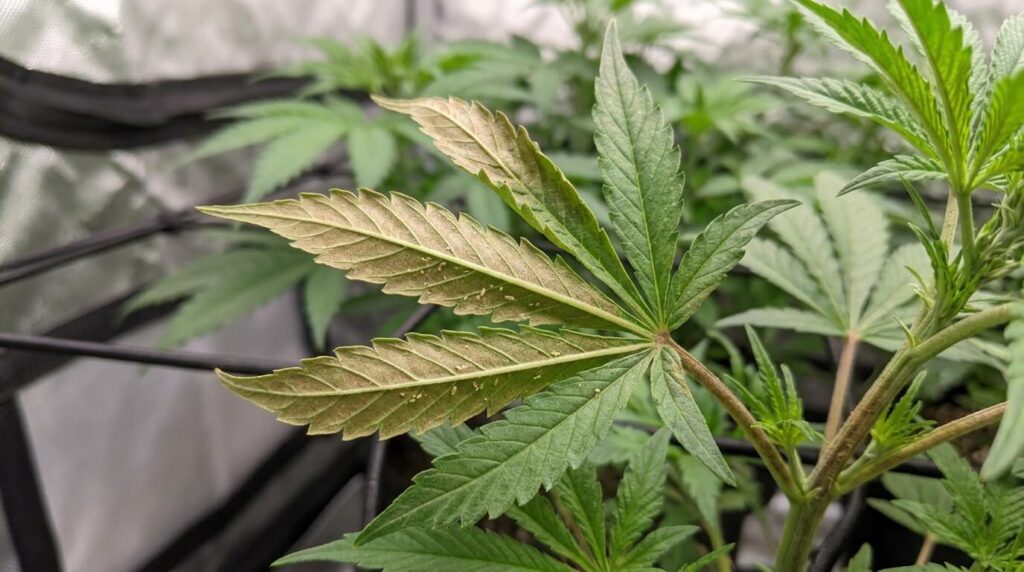 russet mites affecting cannabs