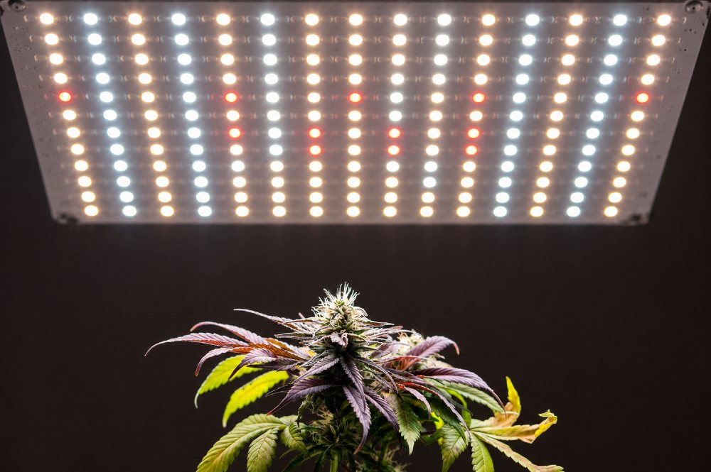 the top of a cannabis autoflower with grow lights shining on it