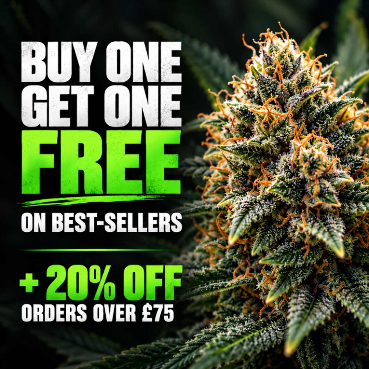 Auto Seeds Sale