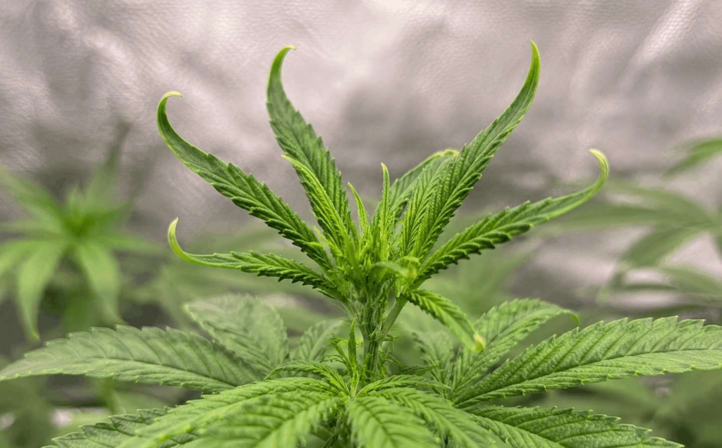 curled leaf tips in cannabis plants