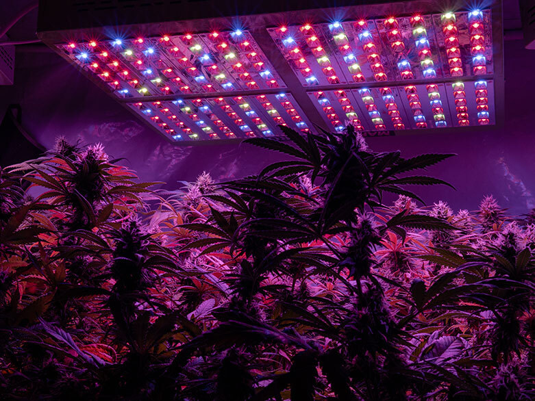 Weed plants under light