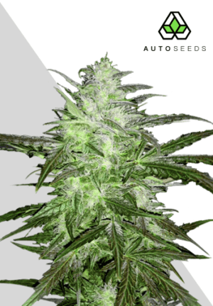 Auto Chemdog marijuana seeds