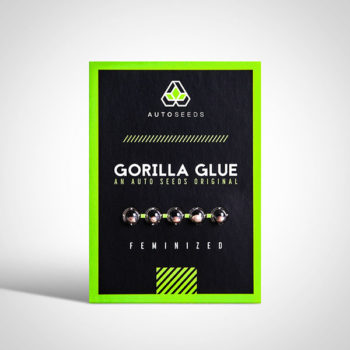 gorilla glue seeds
