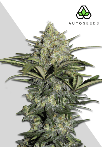 Gorilla Glue Autoflower Seeds - Auto Seeds