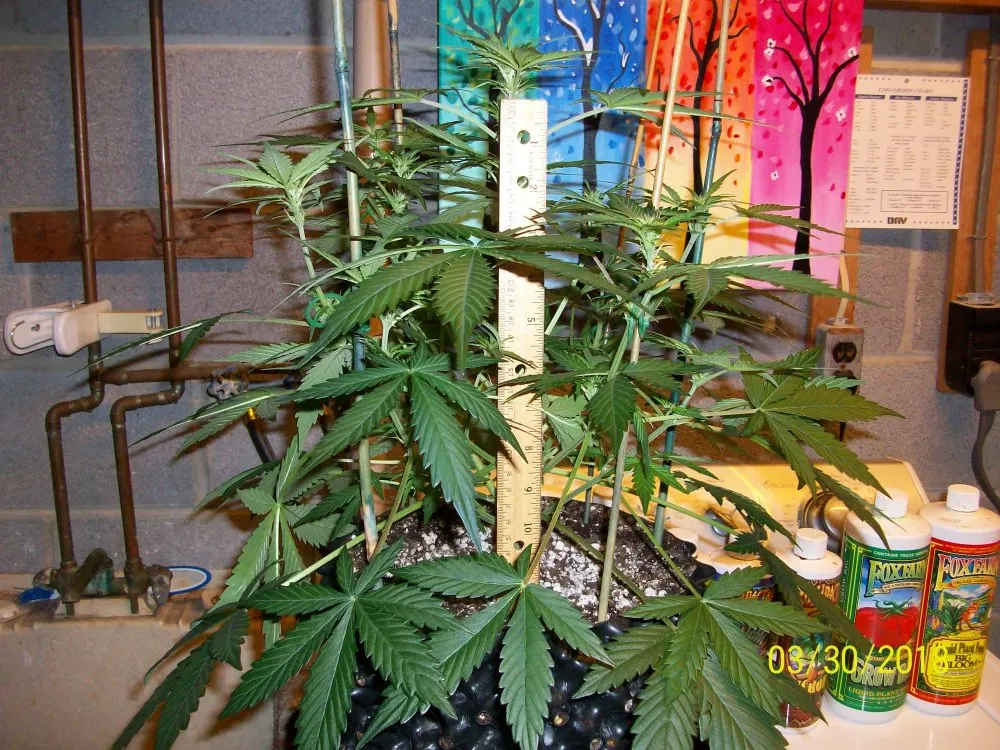 Chemdawg Autoflower cannabis plant vegging