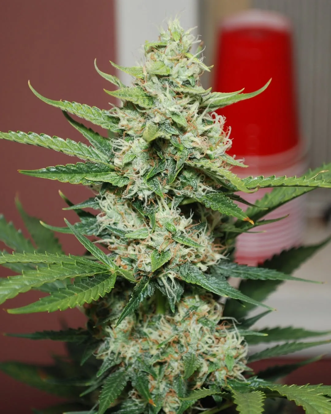 Chemdawg Autoflower cannabis plant flowering