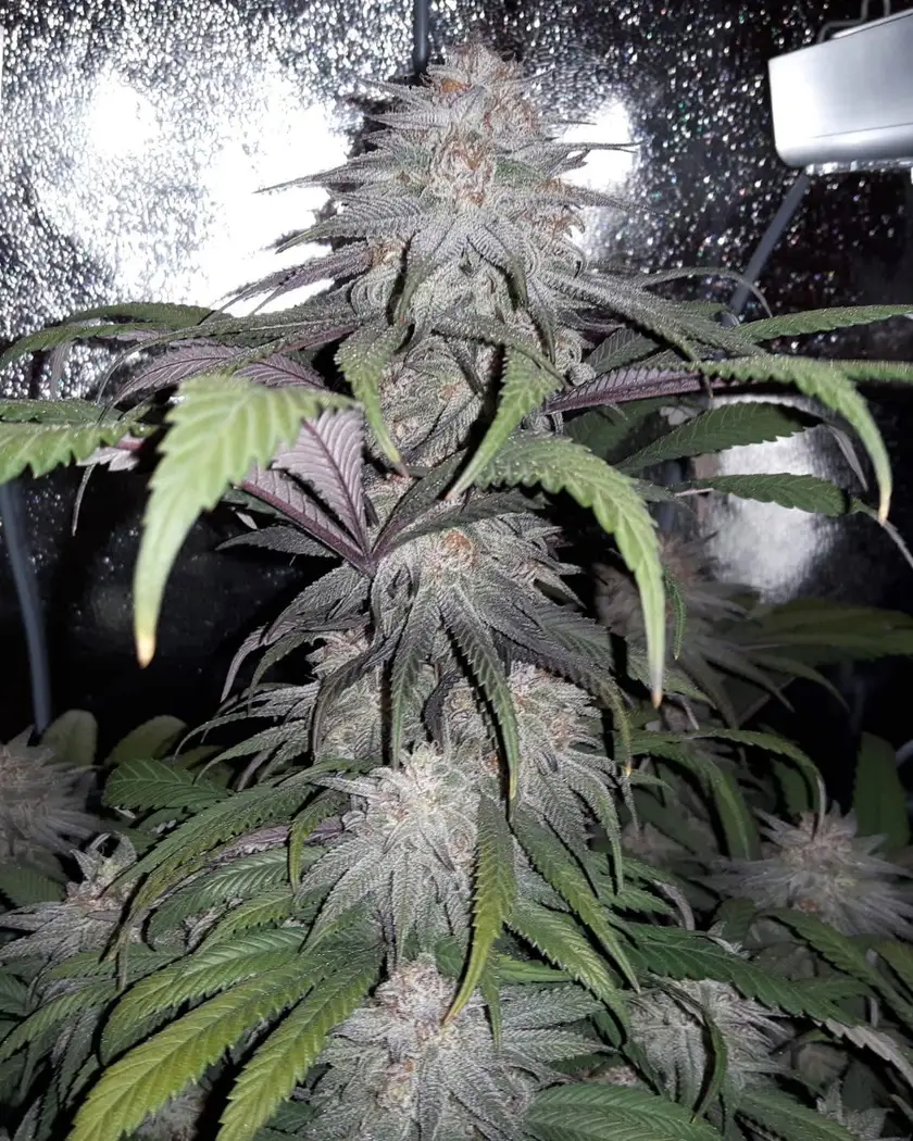 Gorilla GG4 Autoflower cannabis bud