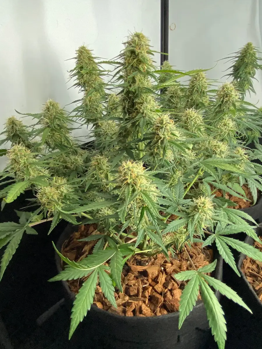 Gorilla GG4 Autoflower cannabis plant in flowering