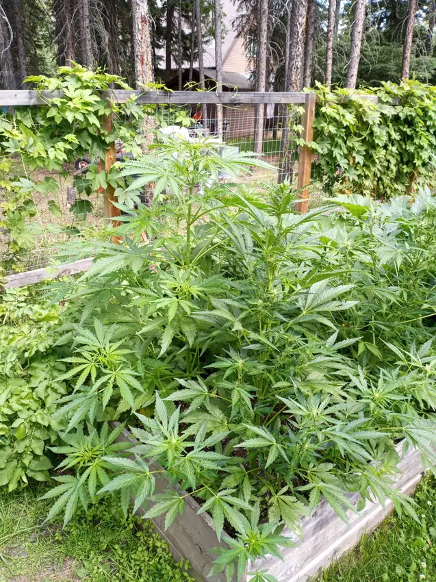 Gorilla GG4 Autoflower cannabis plant in vegging