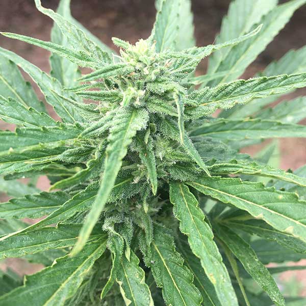 Gorilla Glue seeds For Sale - Gorilla Glue Feminized Seeds