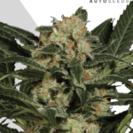 Candy Kush: bank product photo, credit autoseeds.com, copyright status shown with credit copyright unverified