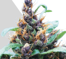 Purple Stilton auto marijuana seeds