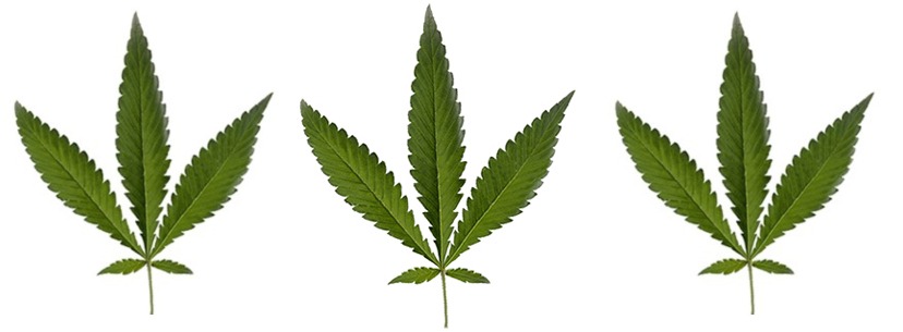 cannabis-ruderalis-leaf