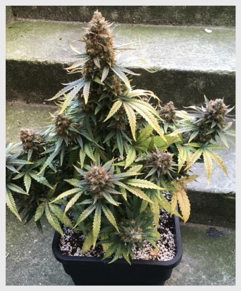 Juicy Lucy - Auto Seeds