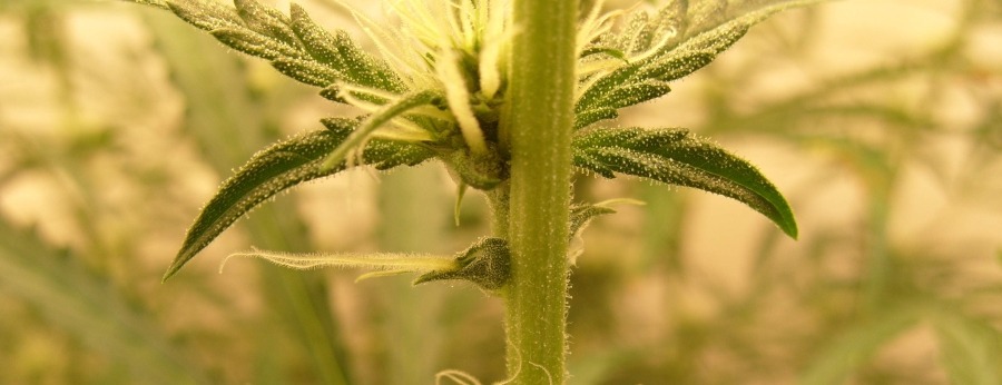 sexing marijuana plants