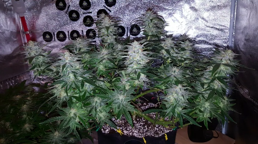 Sucker Punch Autoflower cannabis plant flowering