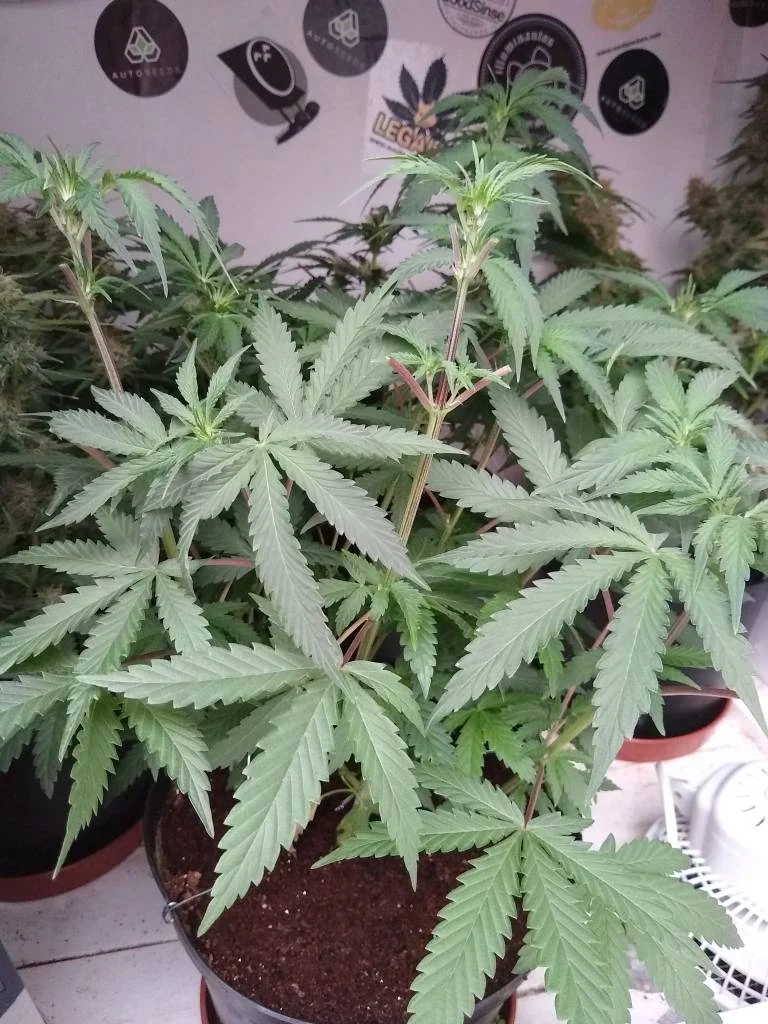 Sucker Punch Autoflower cannabis plant vegging