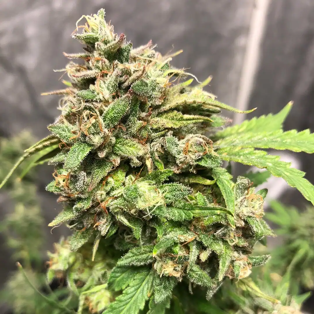 Sucker Punch Autoflower cannabis plant