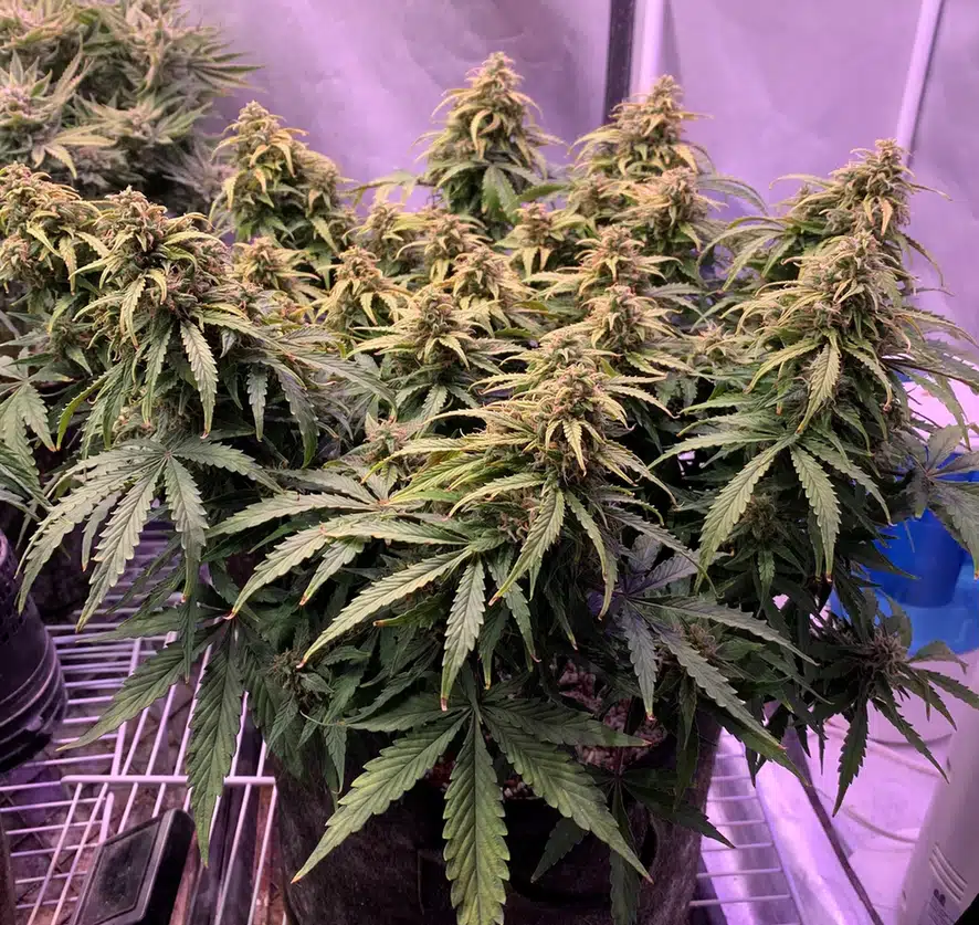 Sweet CBD Autoflower cannabis plant flowering
