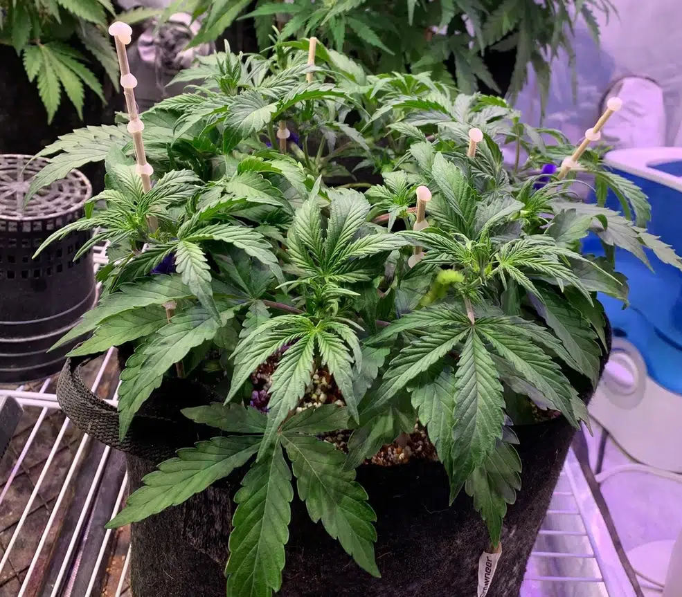 Sweet CBD Autoflower cannabis plant vegging