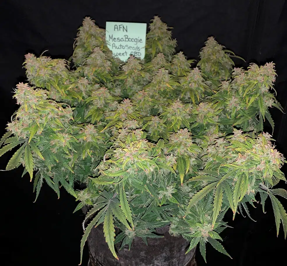 Sweet CBD Autoflower cannabis plant