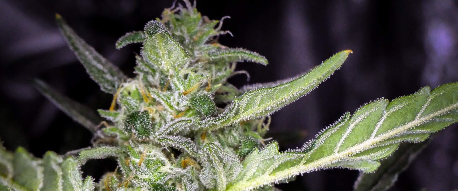 How to Grow Autoflowering Marijuana Seeds - Auto Seeds