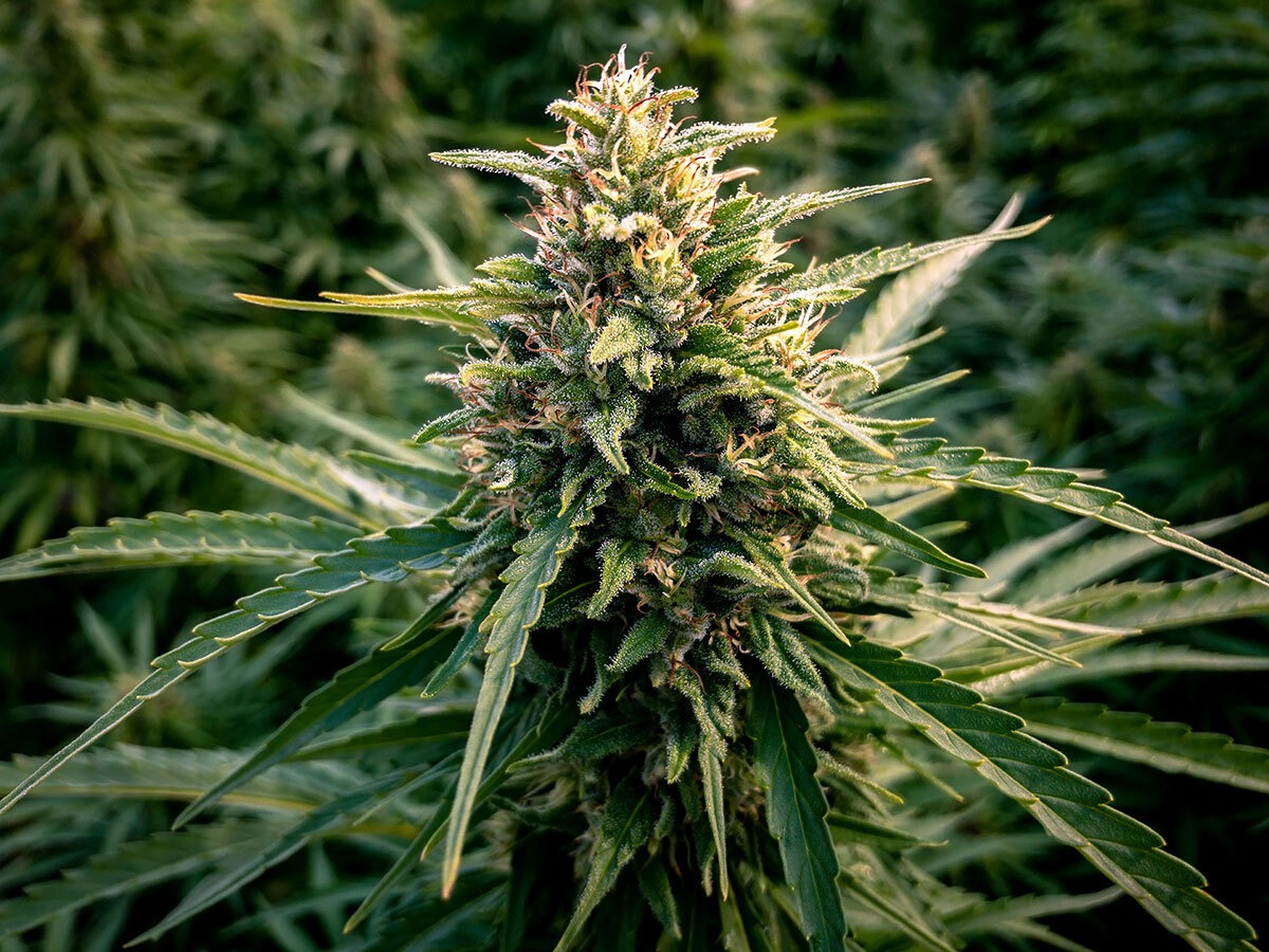 Cannabis Marijuana Flowers Growing Outdoors 
