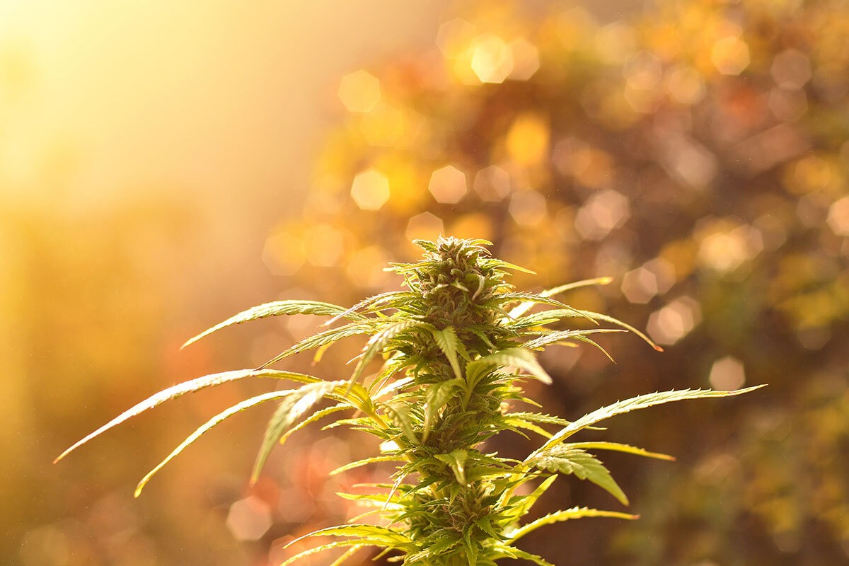 Autoflowering cannabis plant growing outdoors