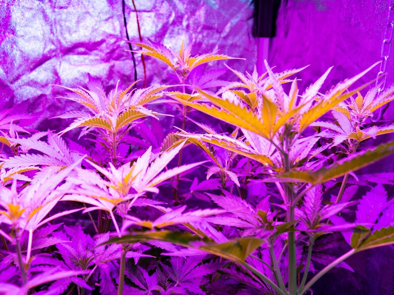 Autoflowering plant under LED light