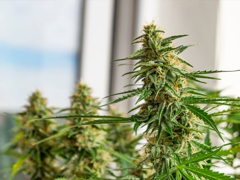 Autoflowering Cannabis plant
