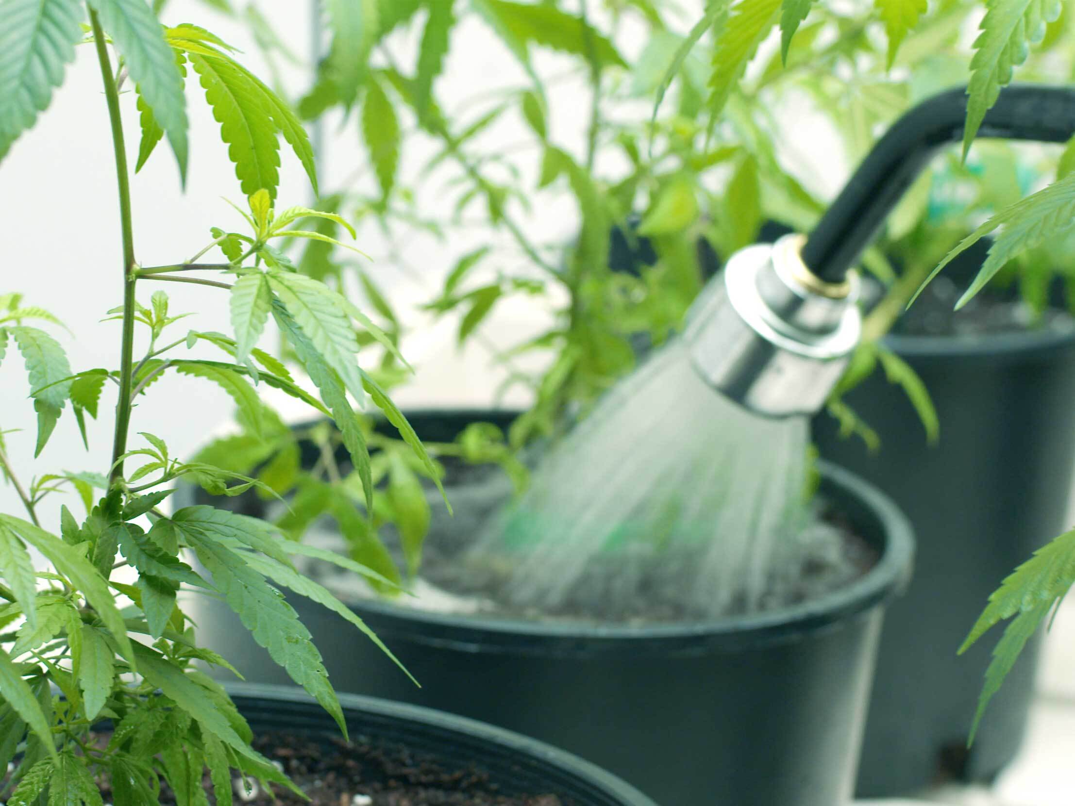 Watering cannabis plant