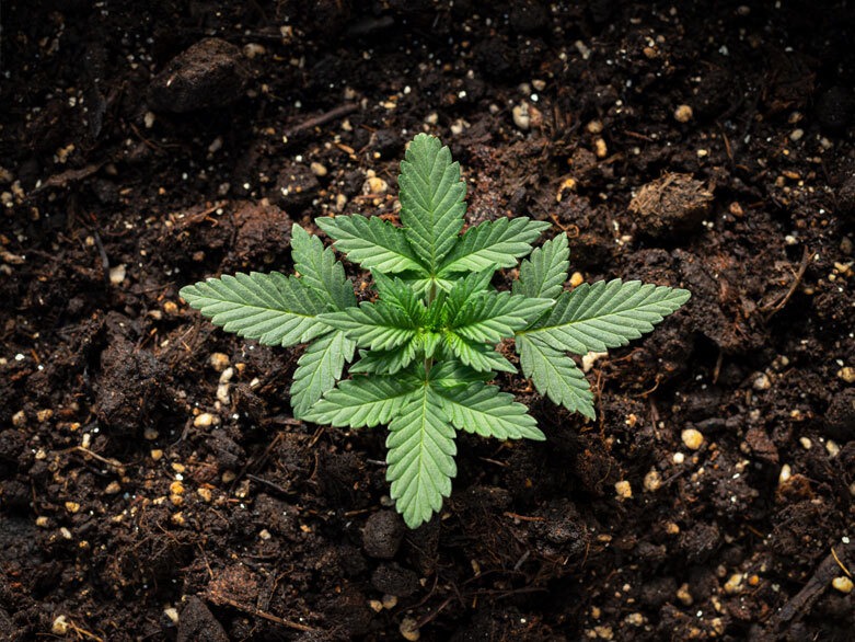 Cannabis plant in soil