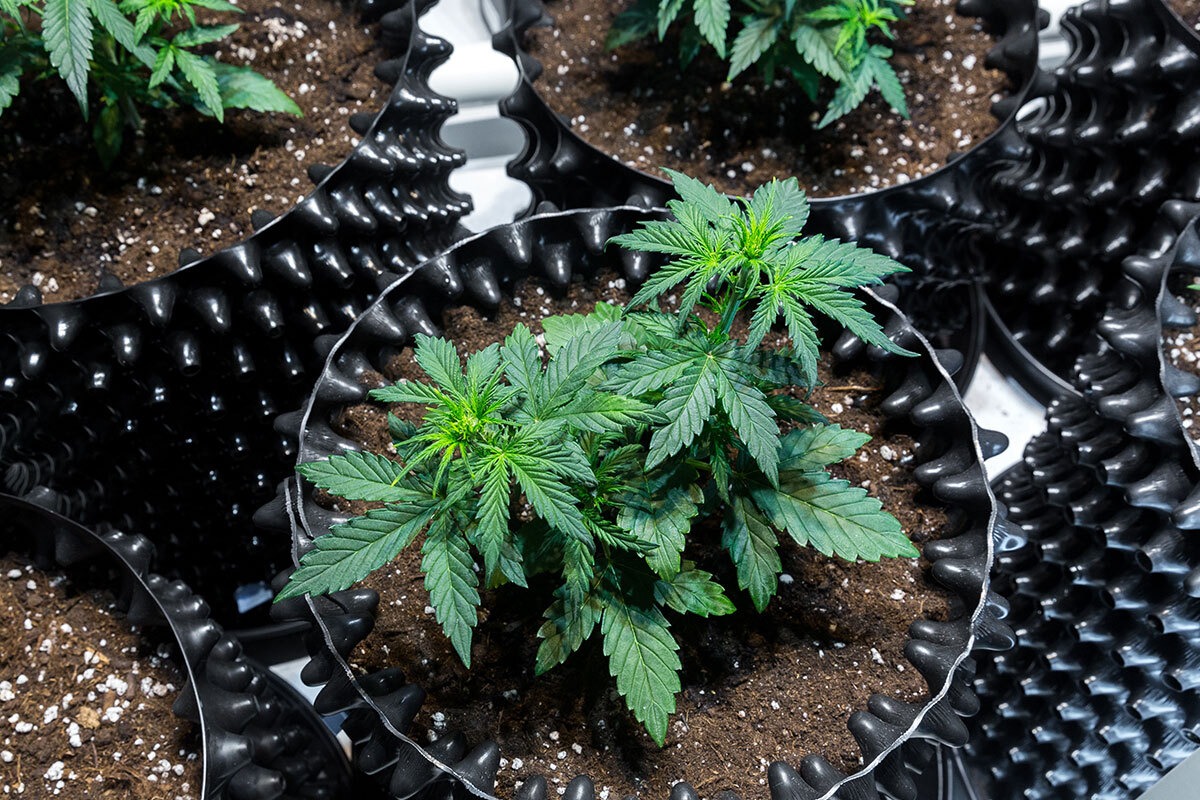 Cannabis plant in air pot