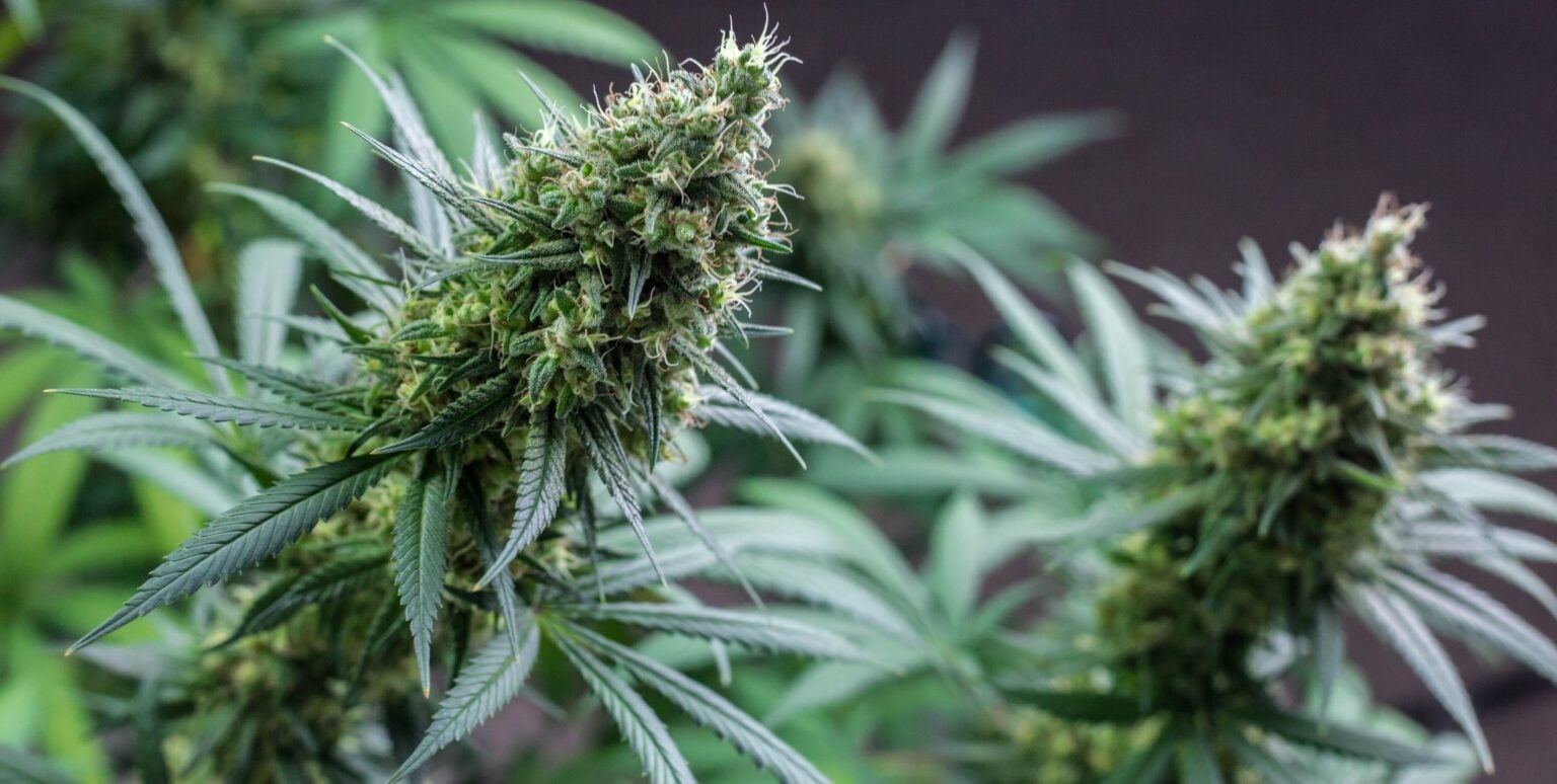 The Best Nutrients for Growing Autoflowers - Auto Seeds